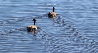 水，鸭子，鸭子，羽毛，棕色，蓝色，角形，队形