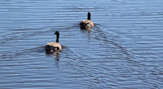水，鸭子，鸭子，羽毛，棕色，蓝色，角形，队形