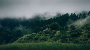 山，绿色，树叶，树木，森林，雾，薄雾，垃圾