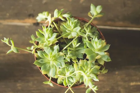 平放照片,绿色,肉质,植物,盆栽植物,盆栽,花卉,生长 平放照片,绿色,肉质,植物,盆栽植物,盆栽,花卉,生长