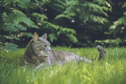 白天,灰猫躺在树旁的绿草上 白天,灰猫躺在树旁的绿草上