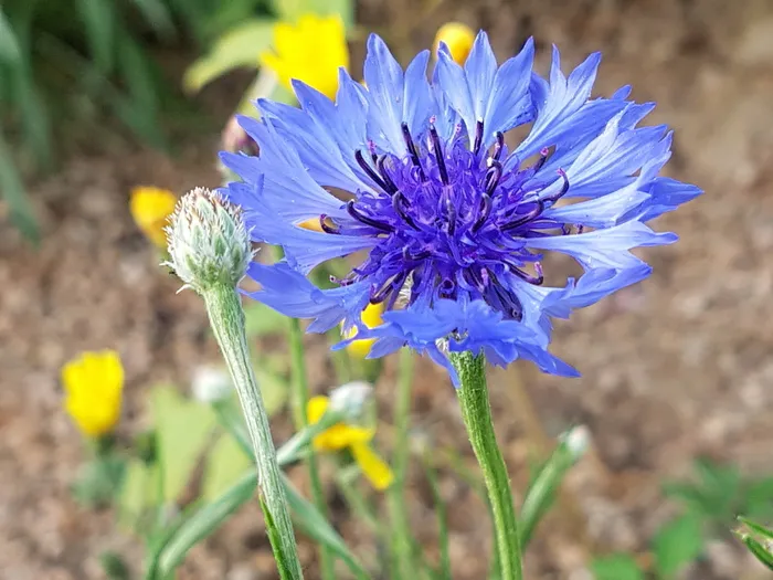 紫色，可壳华手机，佐木花，花，簇，自然，美丽，花