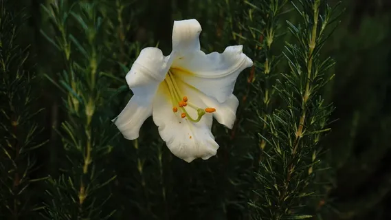 百合花白色花朵植物自然之美花瓣脆弱 百合花白色花朵植物自然之美花瓣脆弱