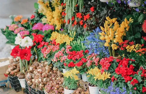 板条箱上的各种花 板条箱上的各种花