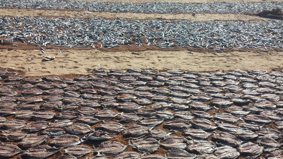 斯里兰卡，鱼类，斯里兰卡，海洋，亚洲，海滩，旅游