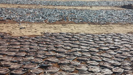 斯里兰卡，鱼类，斯里兰卡，海洋，亚洲，海滩，旅游