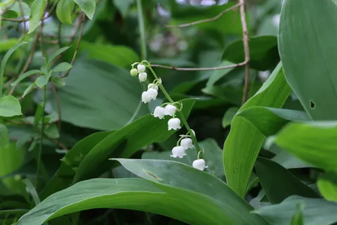 画眉,5月1日,花朵,铃铛,春天,山谷百合枝,植物,山谷百合 画眉,5月1日,花朵,铃铛,春天,山谷百合枝,植物,山谷百合