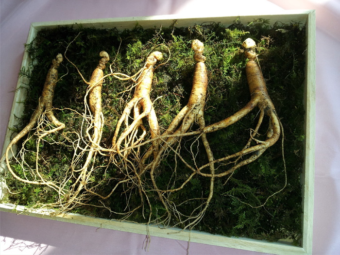 五叶生姜、人参、三叶草、植物、无人、高角度视图、特写、白天