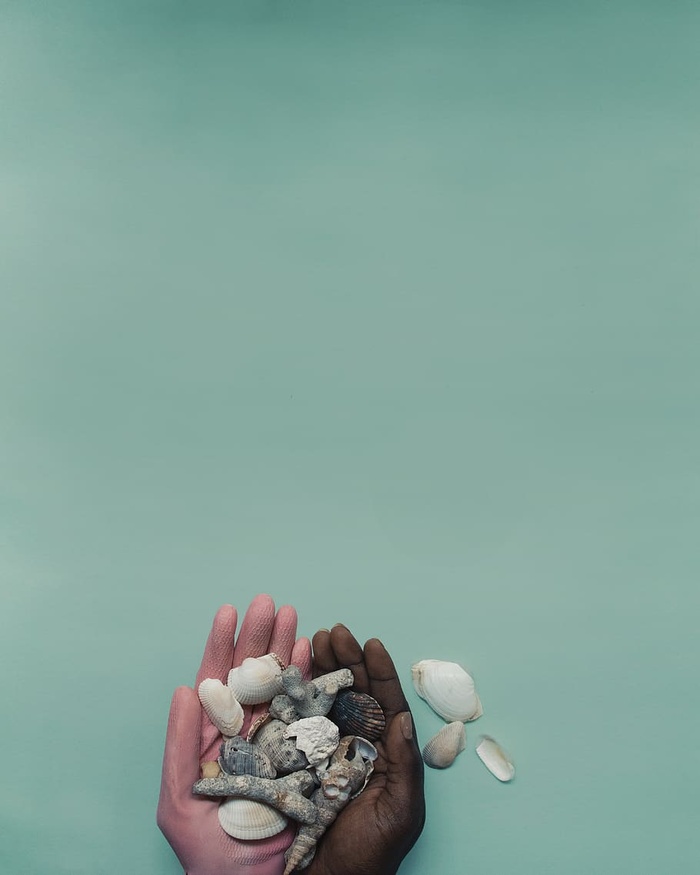 白色和棕色的贝壳