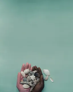 白色和棕色的贝壳