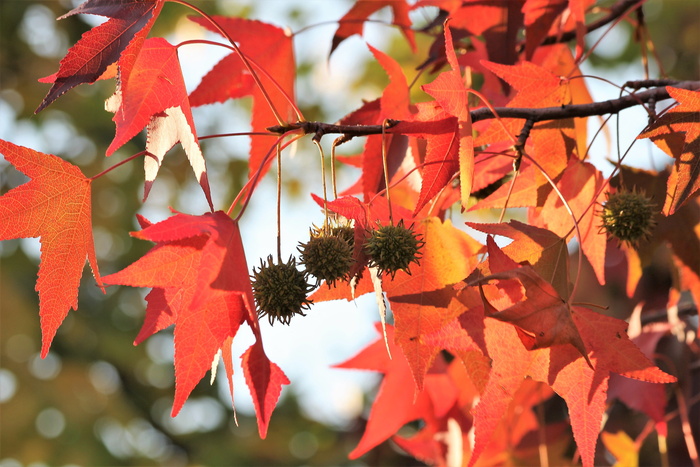 枫树、槭树、彩叶、树枝、树木、秋天、季节、自然