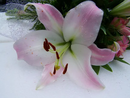 百合花,淡粉色,切花,开花植物,花,植物,脆弱性,粉色 百合花,淡粉色,切花,开花植物,花,植物,脆弱性,粉色