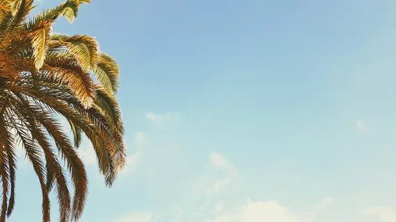 法国、巴黎、卢森堡花园、天空、热带、树叶、凉爽、时髦