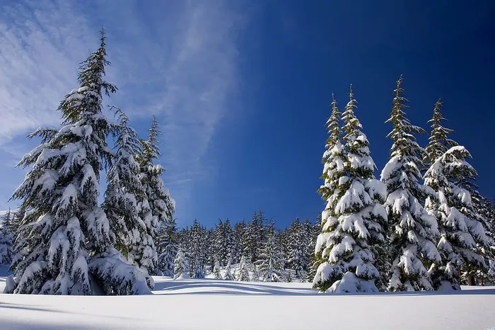 松树，多云，天空，雪，森林，冬天，自然