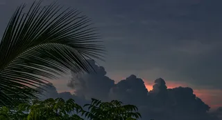 阴天下的棕榈树