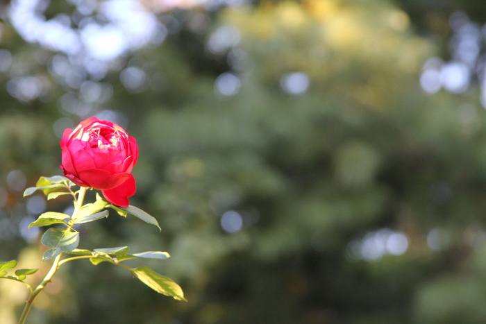 美国, 路易斯维尔, 花, 植物, 绿色, 春天, 粉红色, 盛开