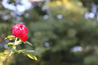 美国, 路易斯维尔, 花, 植物, 绿色, 春天, 粉红色, 盛开