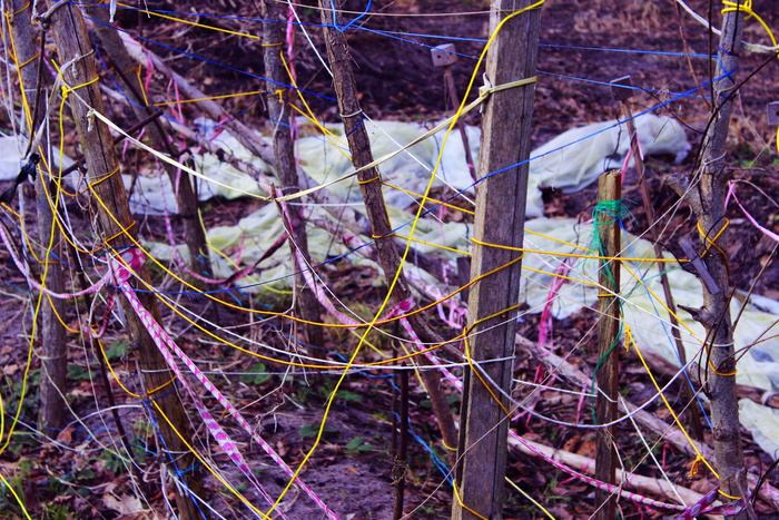 图案、颜色、花园、冬天、神经、神经系统、关系、混乱