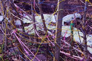 图案、颜色、花园、冬天、神经、神经系统、关系、混乱