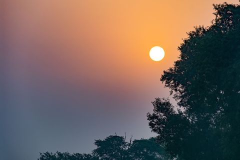 巴基斯坦，锡亚尔科特，颜色，日出，树木，自然，光，黎明