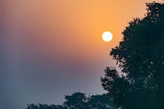 巴基斯坦，锡亚尔科特，颜色，日出，树木，自然，光，黎明