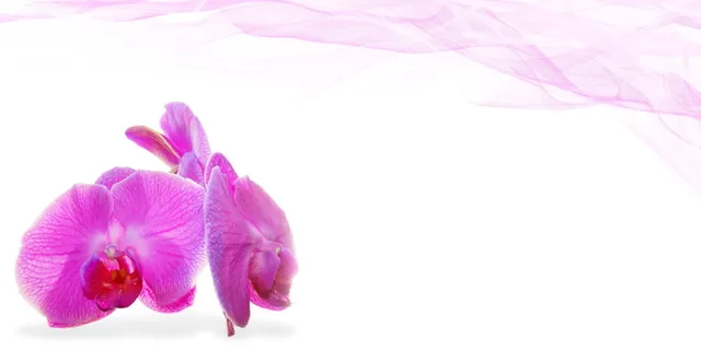 紫色、花瓣壁纸、健康、美容、花朵、装饰、植物、按摩