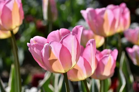 郁金香,郁金香蓝,郁金香地,开花的,斯尼特布鲁姆,春花,春天,花 郁金香,郁金香蓝,郁金香地,开花的,斯尼特布鲁姆,春花,春天,花