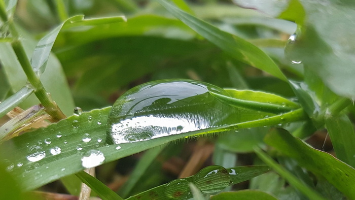 草, 湿, 水, 水滴, 珠子, 水滴, 珠绣, 雨