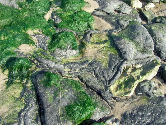 海岸，石头，海藻，全框架，特写，无人，绿色，鳄鱼