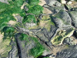 海岸，石头，海藻，全框架，特写，无人，绿色，鳄鱼