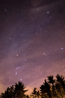夜间树木的轮廓 夜间树木的轮廓