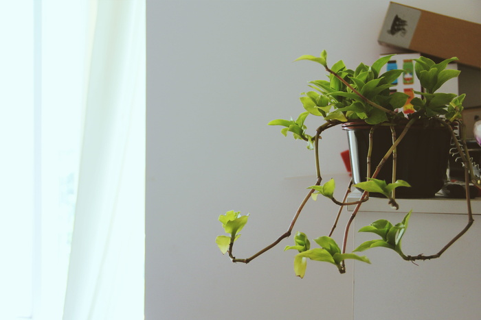 棕色花盆上绿叶藤蔓的特写照片