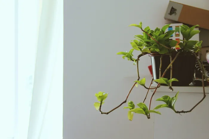 棕色花盆上绿叶藤蔓的特写照片