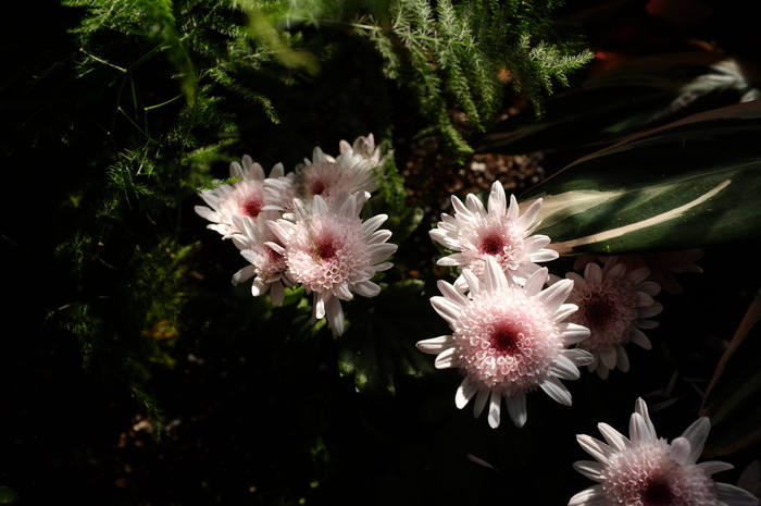 加拿大，多伦多，怀特，花卉，植物，花卉，开花植物，生长