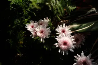 加拿大，多伦多，怀特，花卉，植物，花卉，开花植物，生长