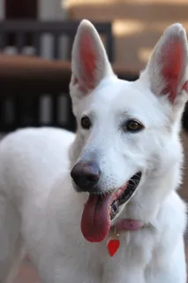 选择性，聚焦摄影，白色，德国牧羊犬小狗，牧羊犬，德国牧羊犬，帝王，耳朵