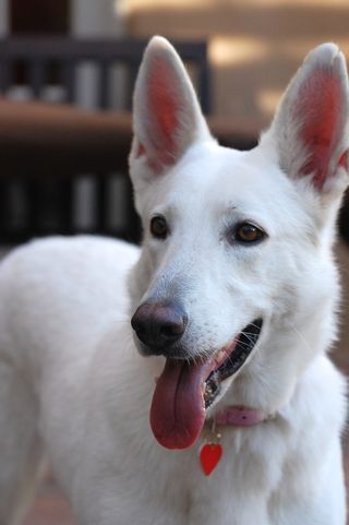 选择性，聚焦摄影，白色，德国牧羊犬小狗，牧羊犬，德国牧羊犬，帝王，耳朵