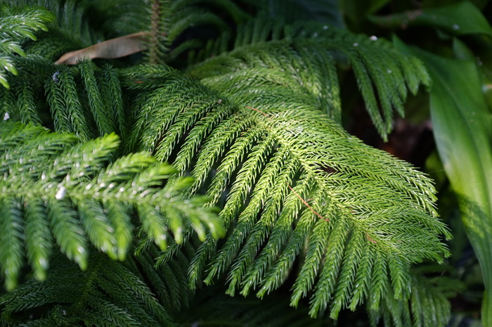 加拿大，多伦多，绿色，蕨类植物，绿色，生长，植物，特写
