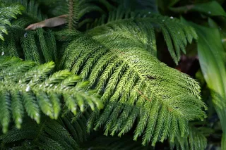 加拿大，多伦多，绿色，蕨类植物，绿色，生长，植物，特写