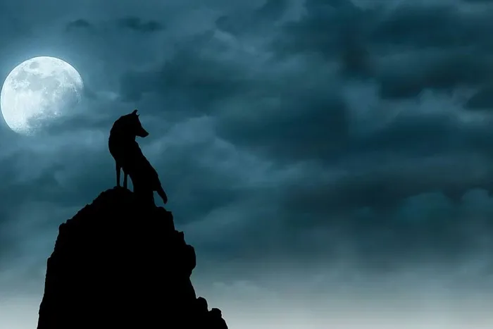 山顶上的狼的剪影，在月亮和云层下。