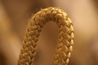 黄金、景深、siora、自由度、宏观、特写、野生动物、人体部位