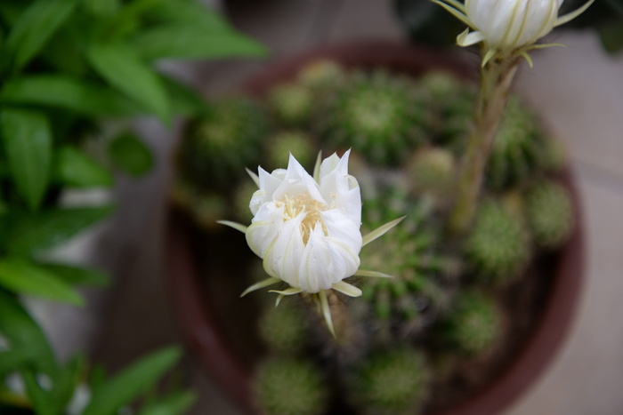 植物，花，花梨花，开花植物，生长，自然之美，花瓣，特写