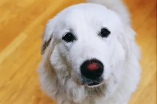 美国，斯诺霍米什，白色，肖像，狗，35毫米，彩色，开放光圈