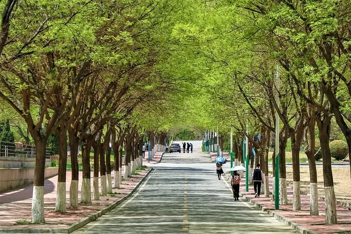 道路，校园，中国，学校，街道，青年，树木，植物