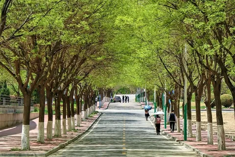 道路,校园,中国,学校,街道,青年,树木,植物 道路,校园,中国,学校,街道,青年,树木,植物