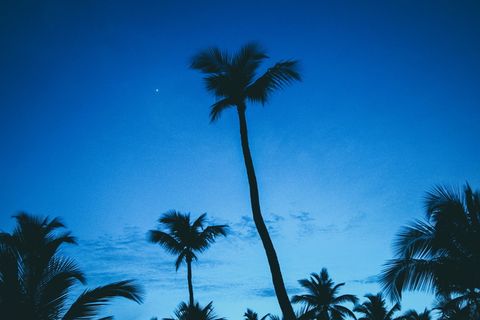 多米尼加*，巴亚希贝，棕榈，岛屿，多米尼加*，海洋，湖泊，日落