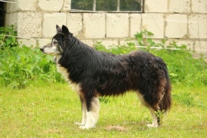 狗，边境犬，边境牧羊犬，牧羊犬，英国牧羊犬，纯种狗，老狗，一种动物