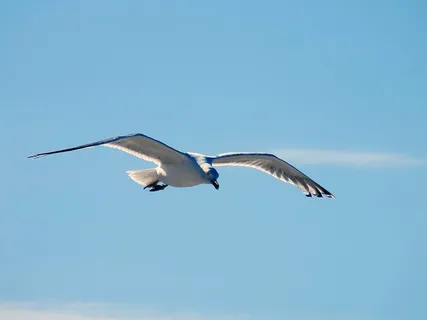 海鸥,海鸥,飞翔,滑翔,航行,优雅,鸟,天空 海鸥,海鸥,飞翔,滑翔,航行,优雅,鸟,天空