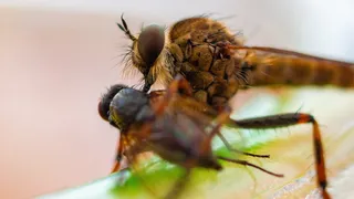 昆虫，蚊子，死亡，tod，苍蝇，缝合，缝合