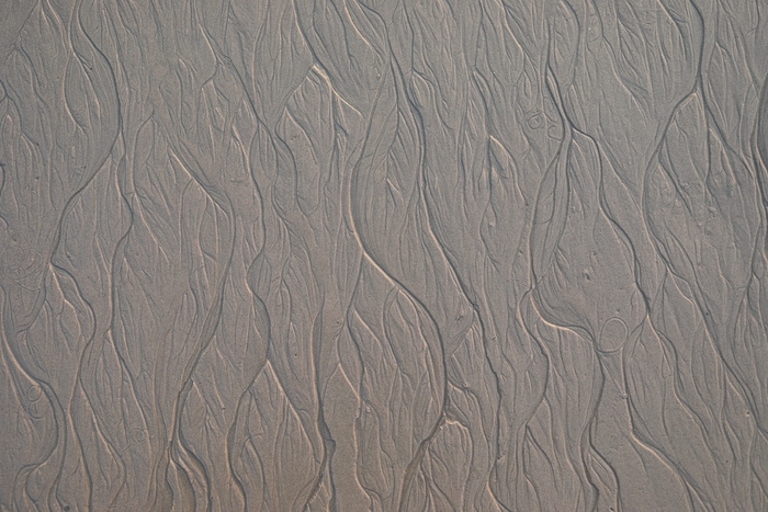 纹理，木材，沙子，胶合板，野生动物，动物，哺乳动物，大象